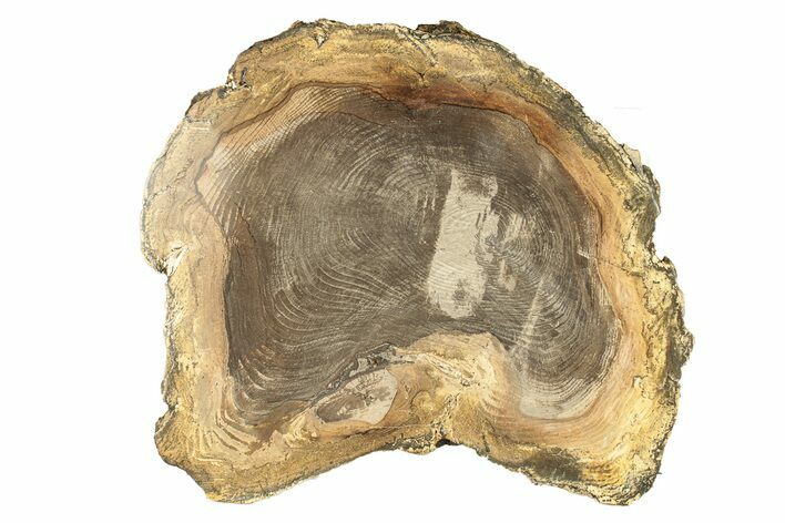 Polished Petrified Wood Round - Sweet Home, Oregon #257824